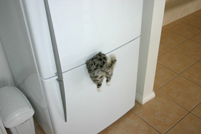 fridge-magnet