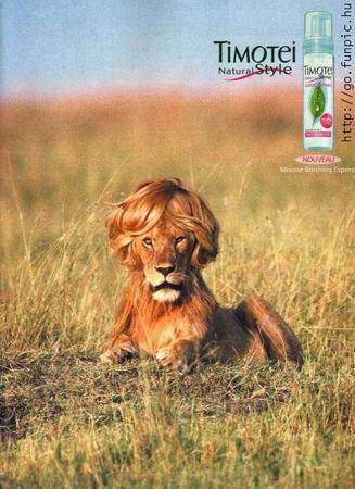 lion