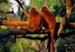monkey